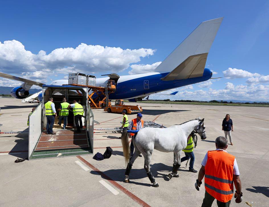 cavalli aeroporto