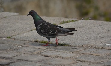 A Cascina vietato dar da mangiare ai piccioni