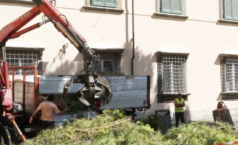 Pisa: rimosso pino pericolante in piazza D’Ancona