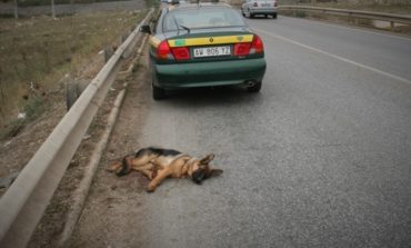 Animali feriti, ecco cosa fare per soccorrerli Vademecum del Comune di Cascina per spiegare come