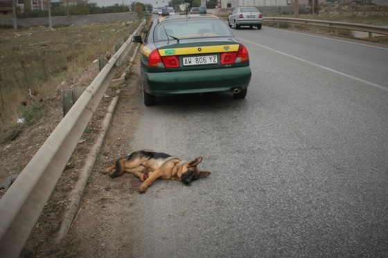 Animali feriti, ecco cosa fare per soccorrerli Vademecum del Comune di Cascina per spiegare come