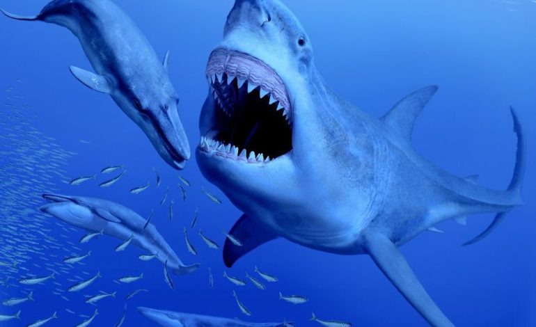 Il Megalodon, il gigantesco squalo del passato, si nutriva di piccole balene