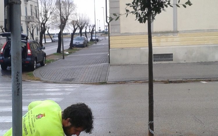 Marina: piantati sei nuovi lecci in via Cagliaritana