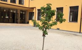 Alle Scuole Elementari Collodi un albero in ricordo di Marianeve