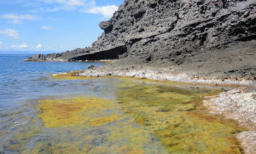 Dalle foreste algali di costa rocciosa, una ricerca sulle macroalghe dell’Isola di Capraia