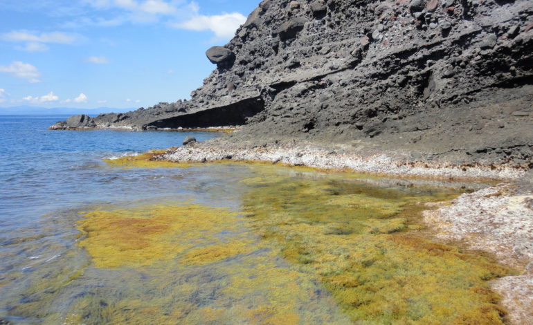 Dalle foreste algali di costa rocciosa, una ricerca sulle macroalghe dell’Isola di Capraia