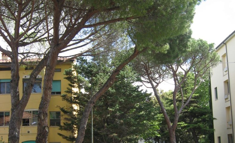 Sicurezza: rimozione di due alberi pericolanti