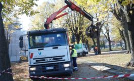 Pisa, si ripiantano i tigli in Piazza San Paolo a Ripa D’Arno