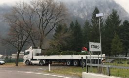 In arrivo a Pisa l'Albero di Natale della Valle del Chiese