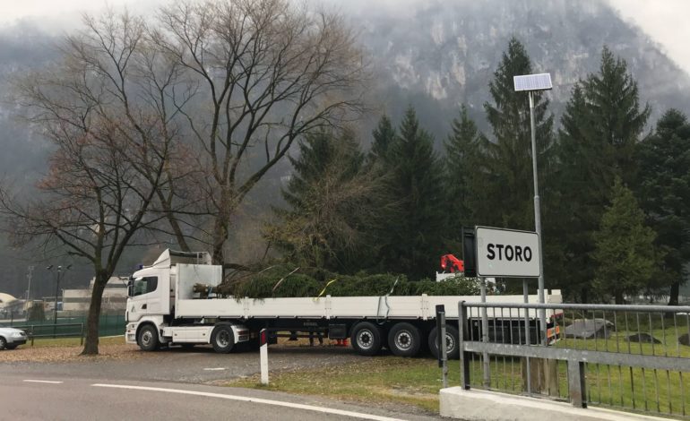 In arrivo a Pisa l’Albero di Natale della Valle del Chiese