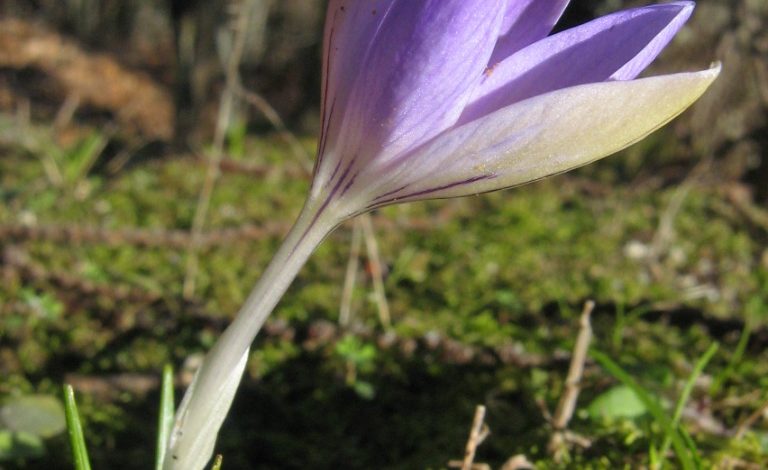 Censita la flora dell’Elba: ricerche condotte dai botanici dell’Università di Pisa pubblicate sulle riviste Italian Botanist” e “Applied Geography”