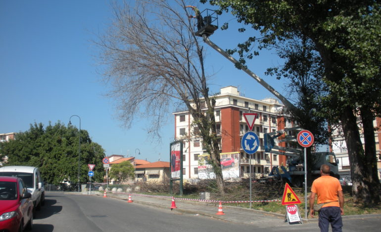 Rimozione alberi pericolanti