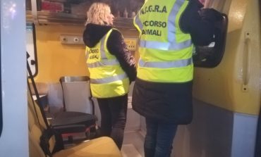 Capodanno, volontari del Soccorso animali in città con l’ambulanza veterinaria