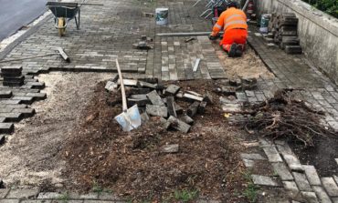 Rinnovo arboreo e manutenzioni, si abbattono pini pericolanti a Porta a Lucca e in zona Pratale