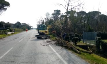 Consorzio Basso Valdarno, rimosse in urgenza alcune alberature pericolanti a Pisa