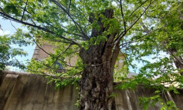 ﻿Cambiamento climatico: a rischio il 60 per cento degli alberi dell’Orto Botanico dell’Università di Pisa