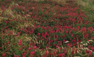 Recuperare terreni e favorire la biodiversità, il progetto “Api Trifogli e Sogni”