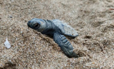 Una nuova minaccia per le tartarughe marine: le infezioni fungine che colpiscono uova ed embrioni