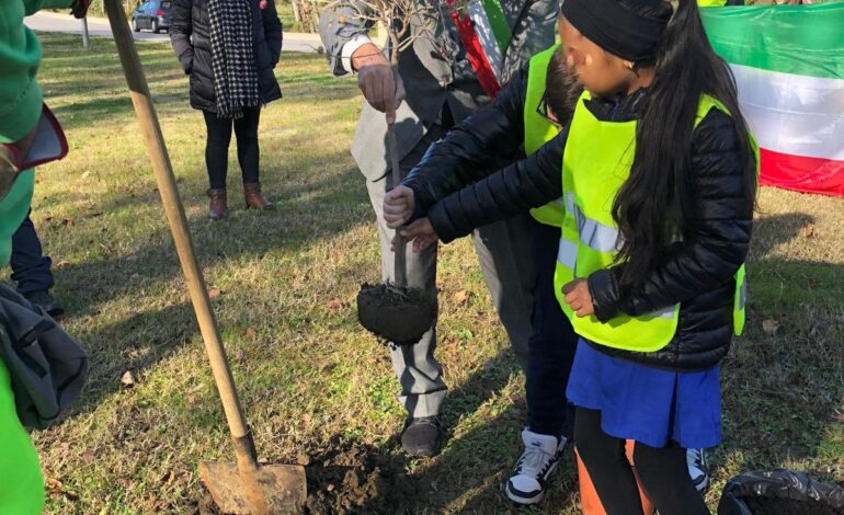 Gli alunni della scuola Gereschi piantano un olivo alla rotatoria di Cisanello