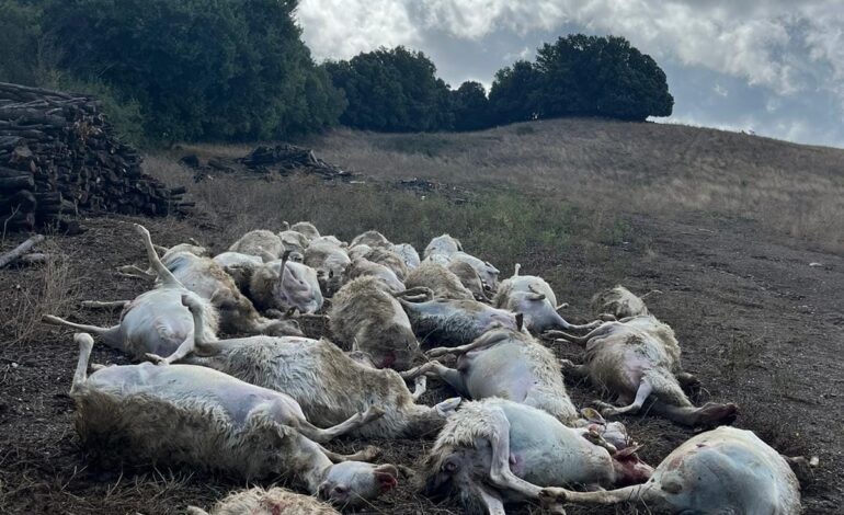 Strage di Pecore a Pomarance, allevatori esesperati