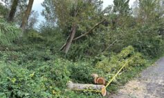 ﻿Coltano, via dell'Idrovora chiusa per caduta di un albero fino a lunedì