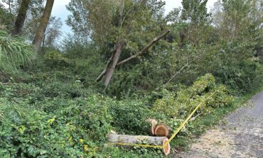 ﻿Coltano, via dell'Idrovora chiusa per caduta di un albero fino a lunedì