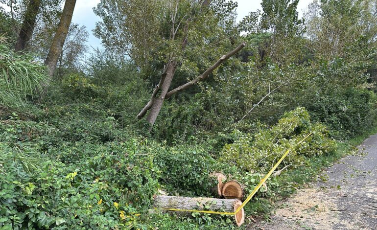 ﻿Coltano, via dell’Idrovora chiusa per caduta di un albero fino a lunedì