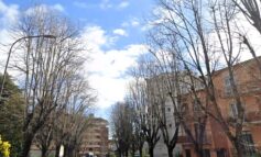 A Porta a Lucca lavori di manutenzione e messa in sicurezza dei tigli in via Roques