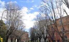 A Porta a Lucca lavori di manutenzione e messa in sicurezza dei tigli in via Roques